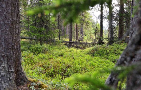 Wald von Finnland
