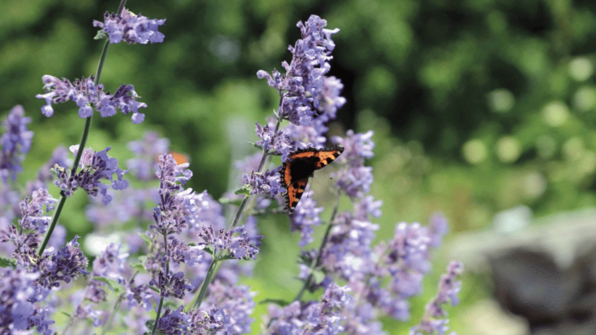 Kueng sauna wellness ratgeber lavendel