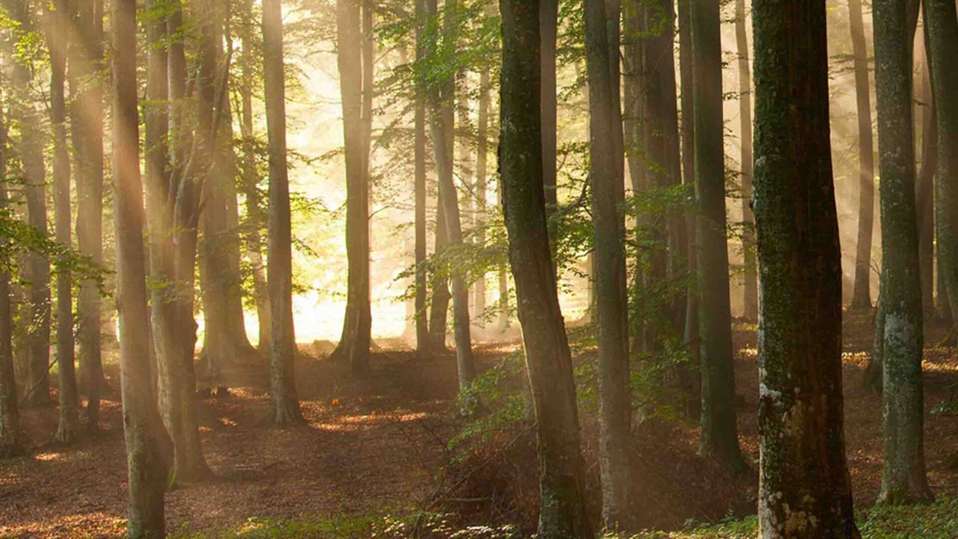 Kueng sauna wellness spa ratgeber zeitinseln wald
