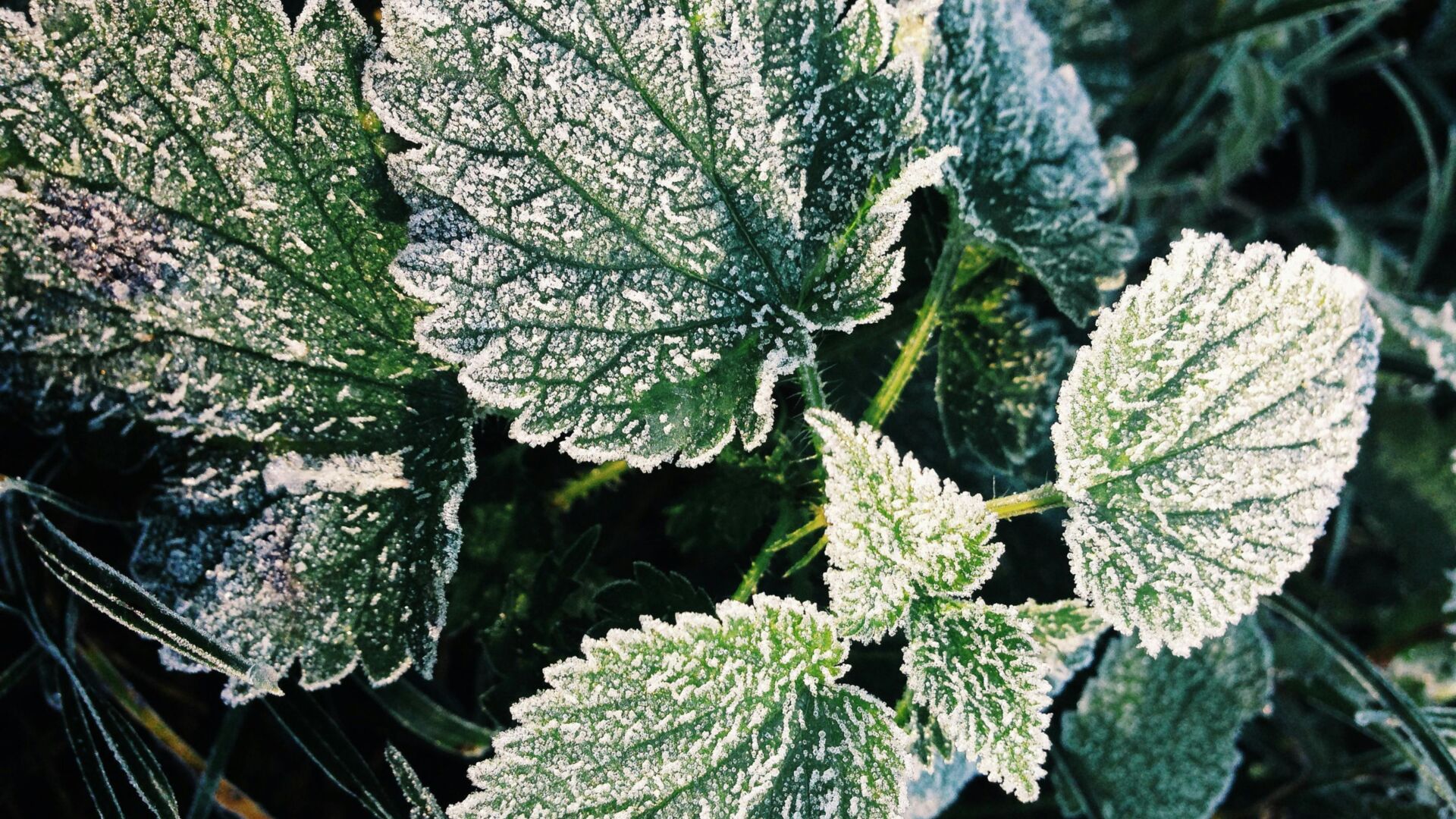 Kueng wellness kräuter